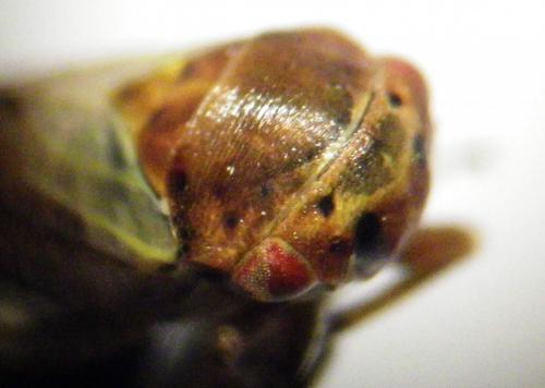 Réf. 257 093 : Oncopsis sp.